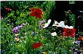 F24 coquelicot et fleurs de jardin de martine Flacoz 